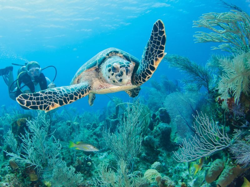 CI-LC-GreatWallEast-Diving-1